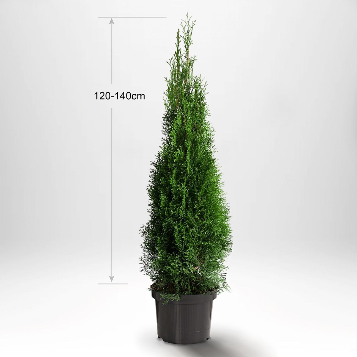 Thuja Smaragd 120-140 cm, Krukad, Kvalitet: Standard